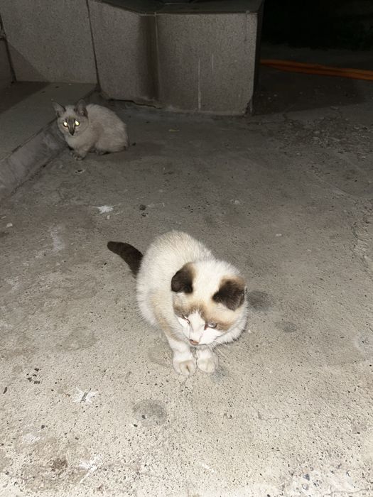 Котята породистые бесплатно