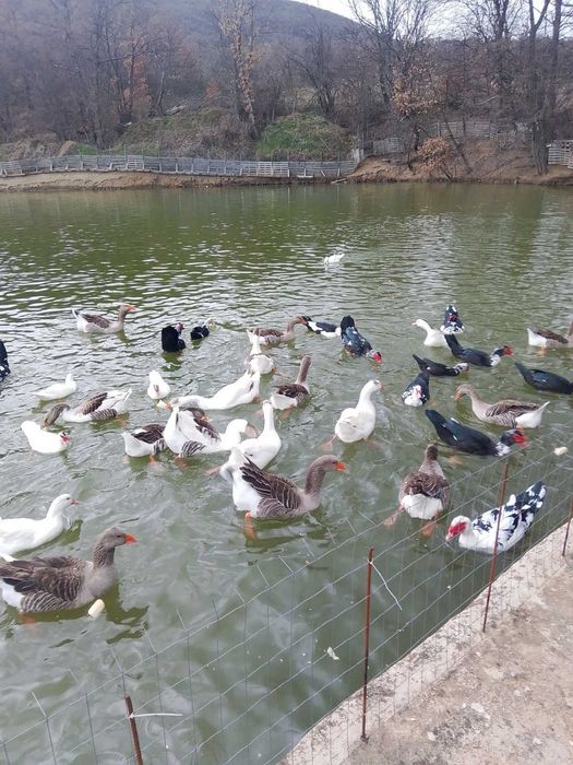 Продавам оплодени яйца от патици