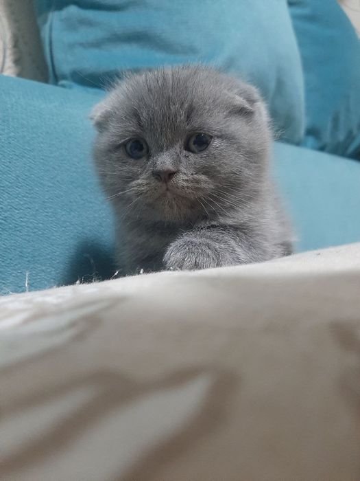 Скоттиш   фолд  мушук