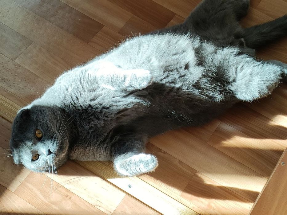 OPPO Reno 7, 256 гб