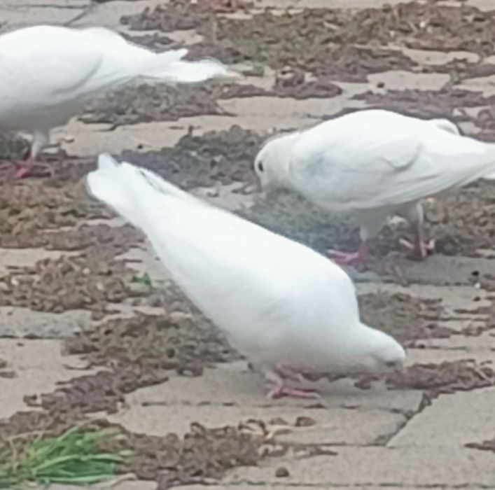 Голуби  белые  продаются.