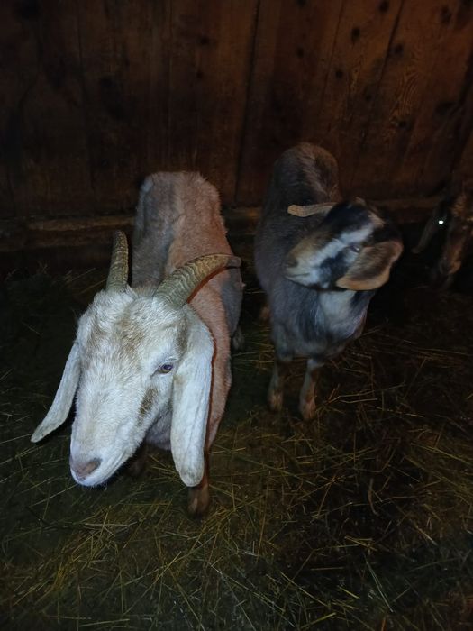 Vând 2 capre gestante și un țap