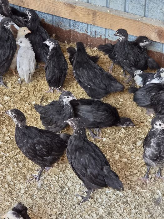 Pui diverse rase 2 luni australorp, labresse, cochinchina