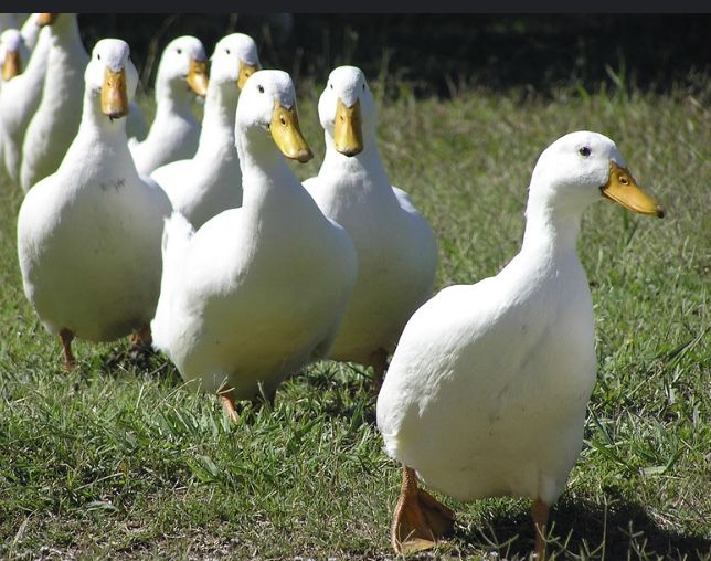 Vand oua de rata pekin