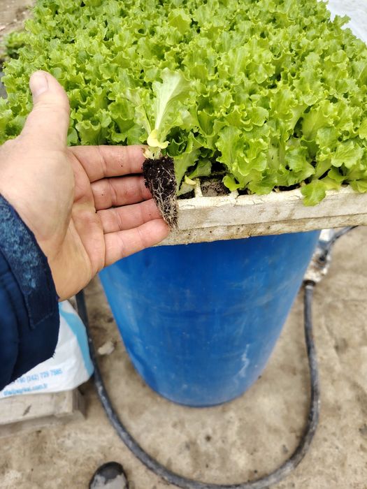 Разсад салати в 228