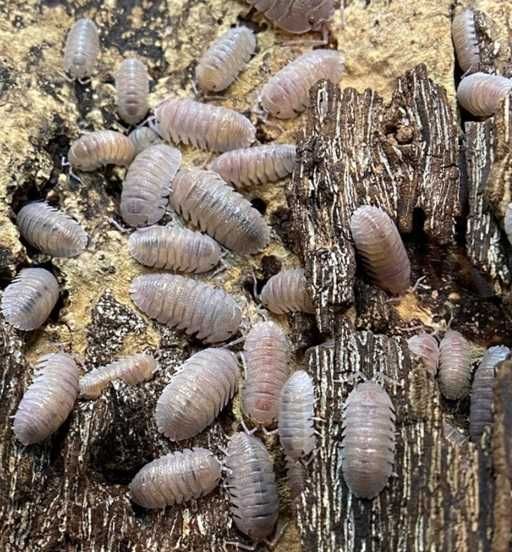 Продавам Изоподи/Мокрици за биоактивен терариум.