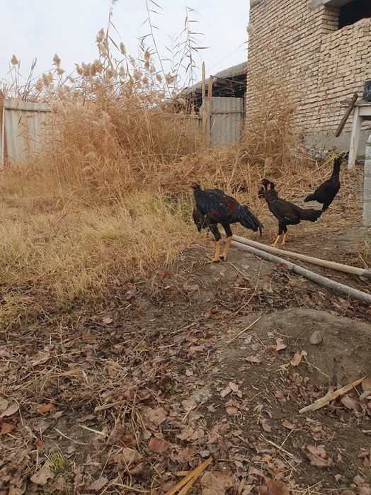 Продам кур..Дакан товук,ва хуроз..!