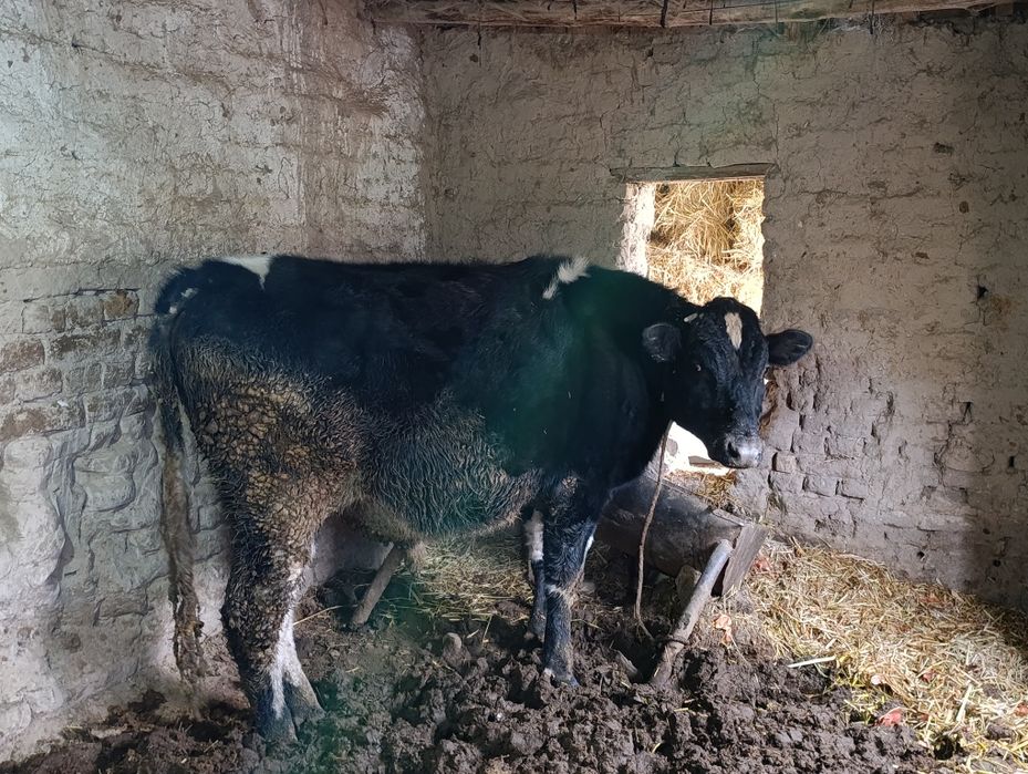 Mol hokiz okiz sotiladi