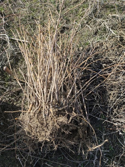 Рассада малина сорт красная шапочка сладкий