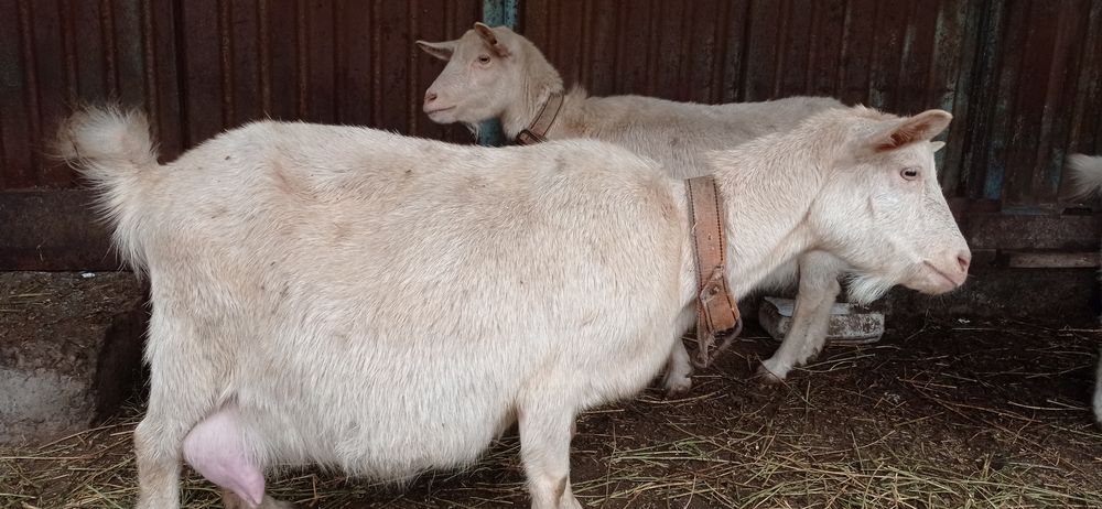 Ешкилер сатылады