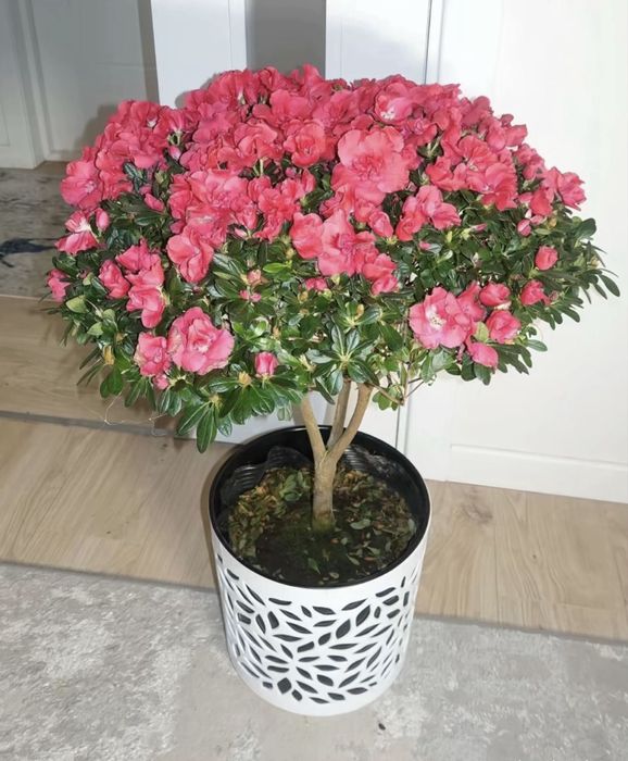 Продажа высоких азалии