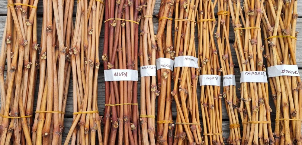 Распродажа-черенков винограда разных сортов