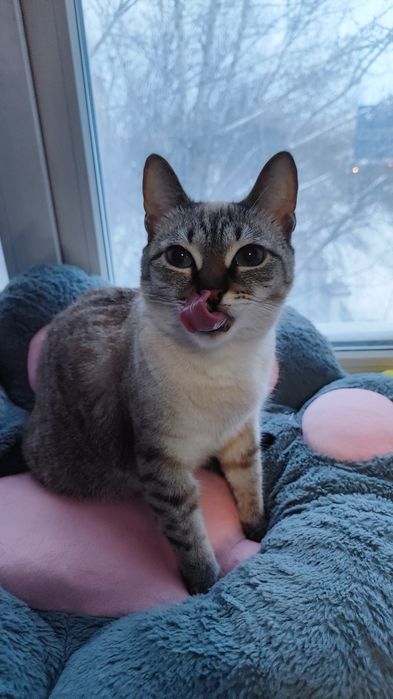 Отдам кошку в добрые руки