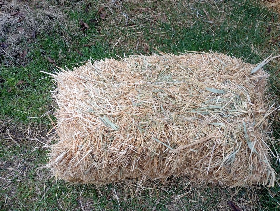 Somon pichan pres 16000 soʻm