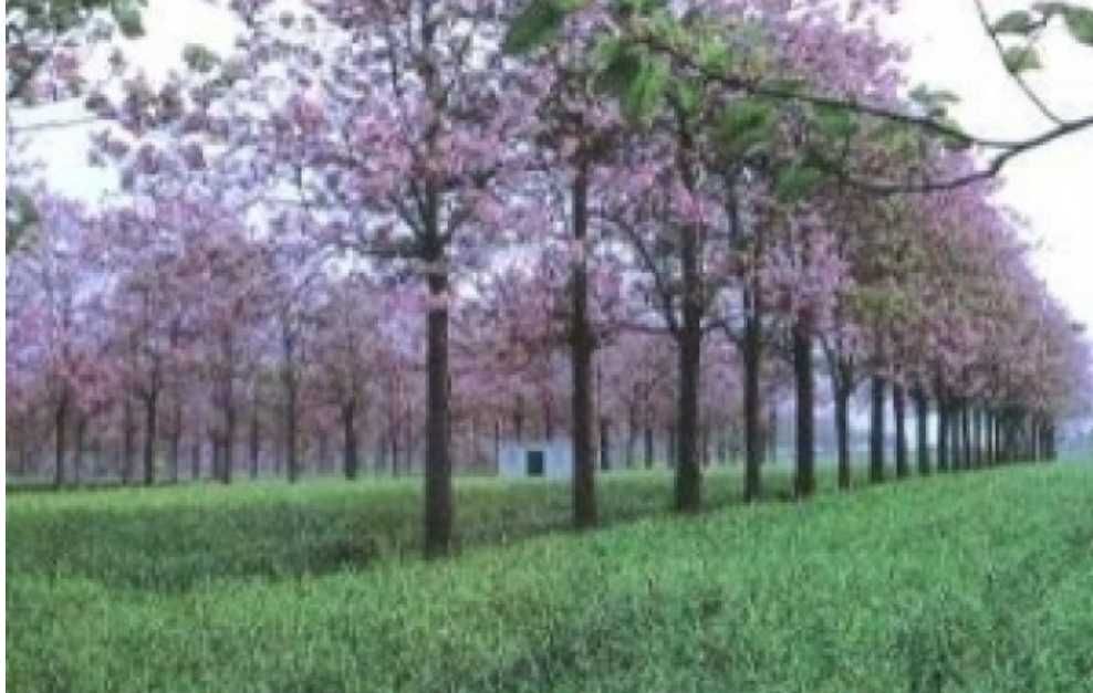 500 семена за Царска пауловния