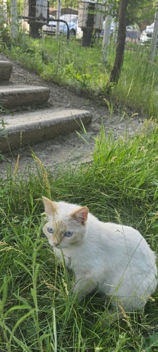 Кот в добрые ответственные руки
