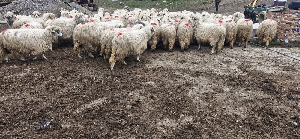 Vand 70 de oi gestante