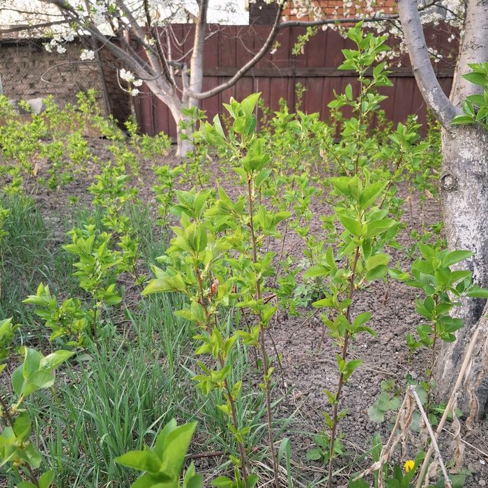 Молодые саженцы сливы,один саженец 1000 тг