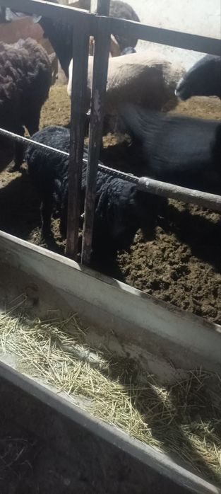 Ona bola kashtan  qoʻylar sotiladi qirgʻizniki