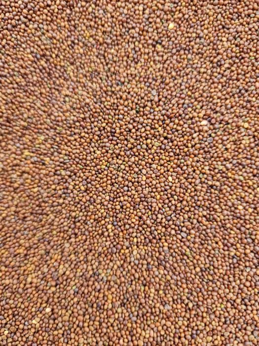 Sămânță de lucernă certificată