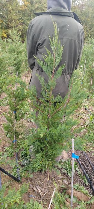 Leylandii de la producător