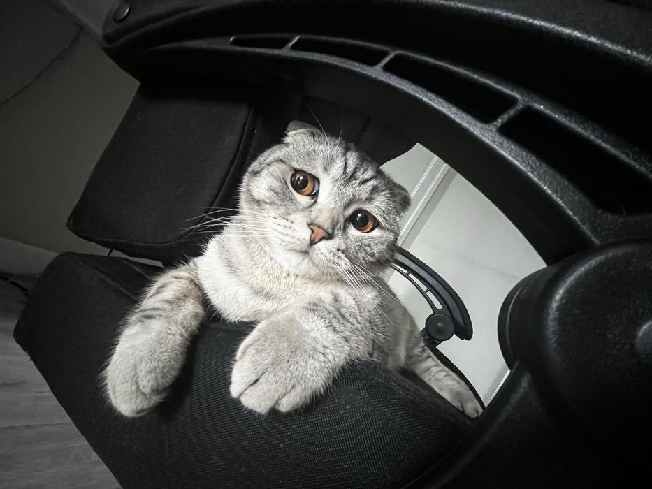 Британский кот.