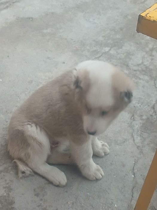 Алабай еркак  ...