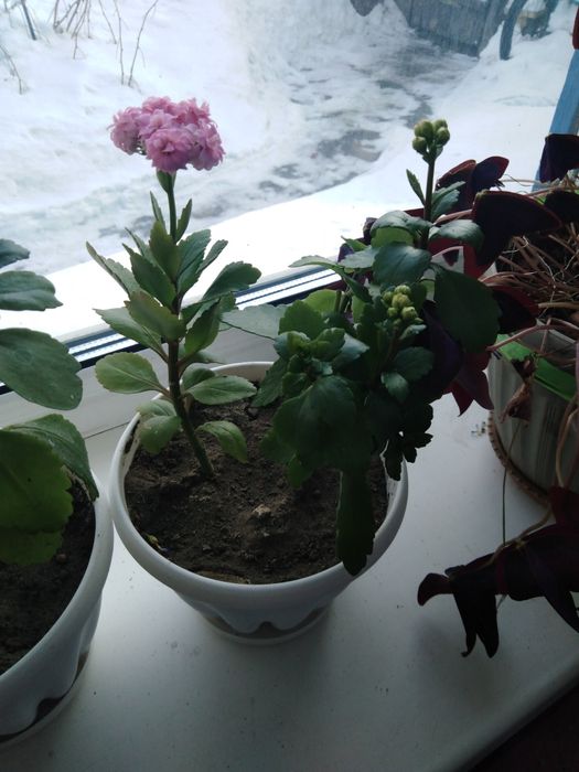 цветы каланхоэ район мичурина