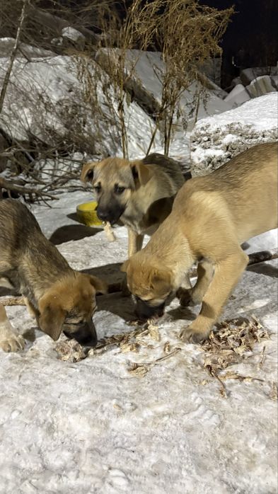 Три девочки родились на улице