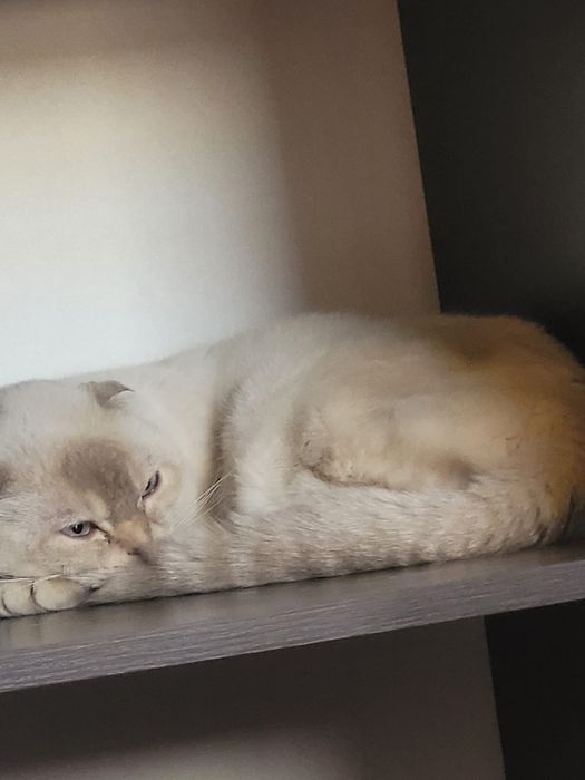 Кошка Шотландские