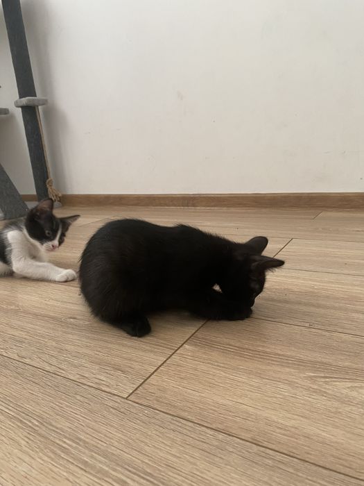Отдам котят даром
