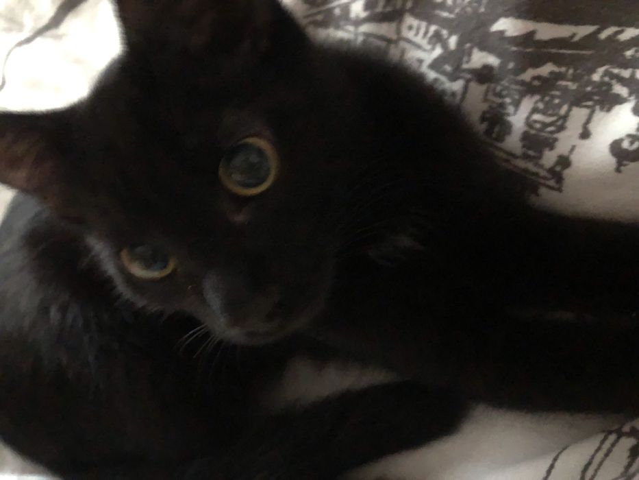 Котенок 4 месяца