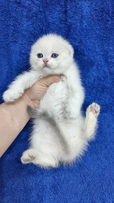 Продаётся элитный котёнок скоттиш-фолд мальчик