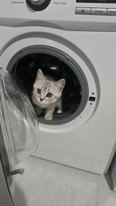 Продается милый котёнок