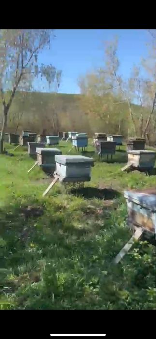Продам действующую пасеку