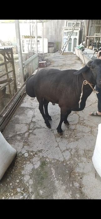 137- kg lik Qóchqor bor