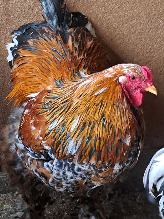 Oua si găini brahma portelan