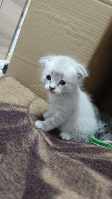 Котята вислоухие