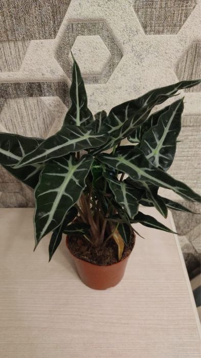 Продается алоказия