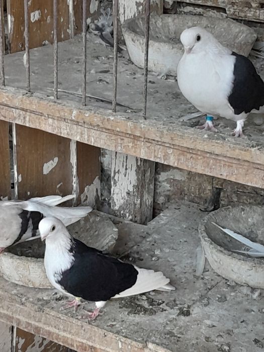 Porumbei galateni de joc și voiajori