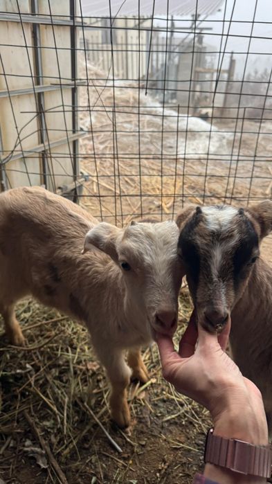 Продам дойную зааненскую козу