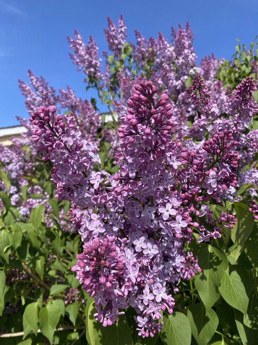 Сирень сатылады