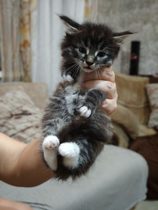 Котята бесплатно