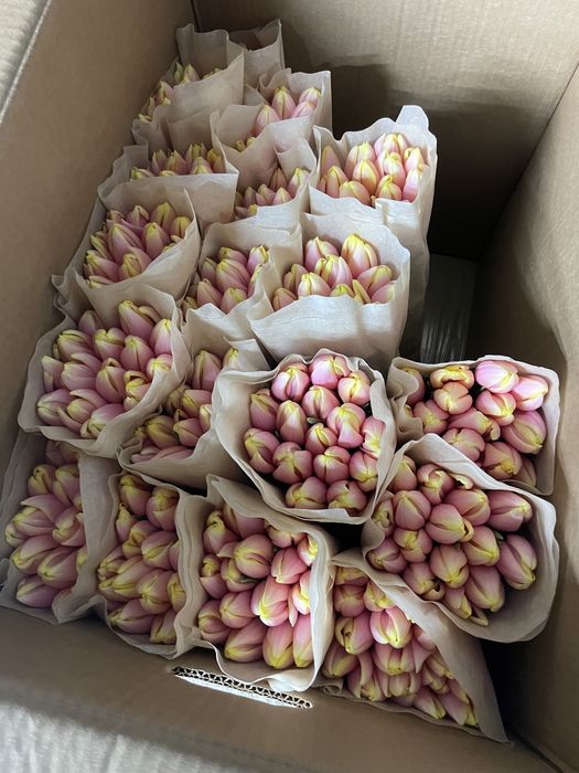 Тюльпаны белорусия пионовидные