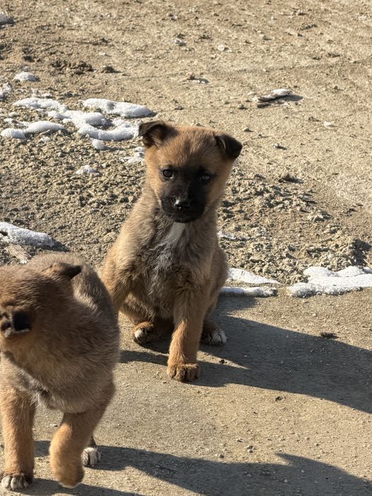 Кучета Немска овчарка/Малиноа