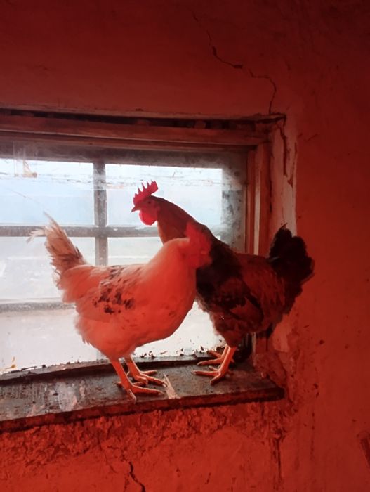 Молодые петушки 4000