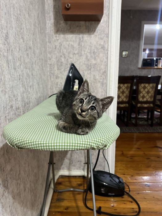 Котёнок-мальчик ищет любящий дом