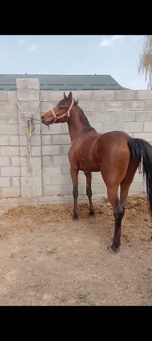 Таза қанды айғыр сатылады.