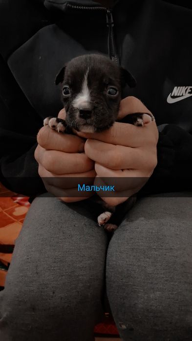 Продам щенков породы Американский питбуль