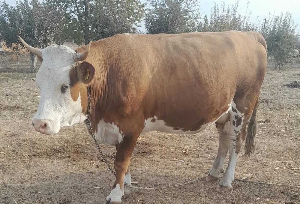 Vand juninca gestanta in luna a 9-a Simmental si taur Simmental